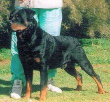AUST CH. Jagen Blue Rumour Has It