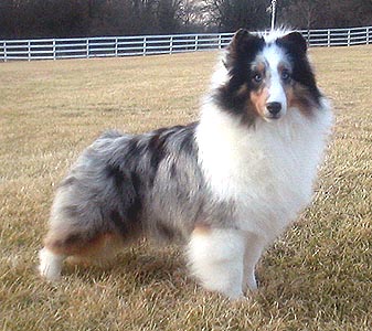 Belmark Tangled up in Blue