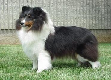 Kyrie Drops Of Jupiter