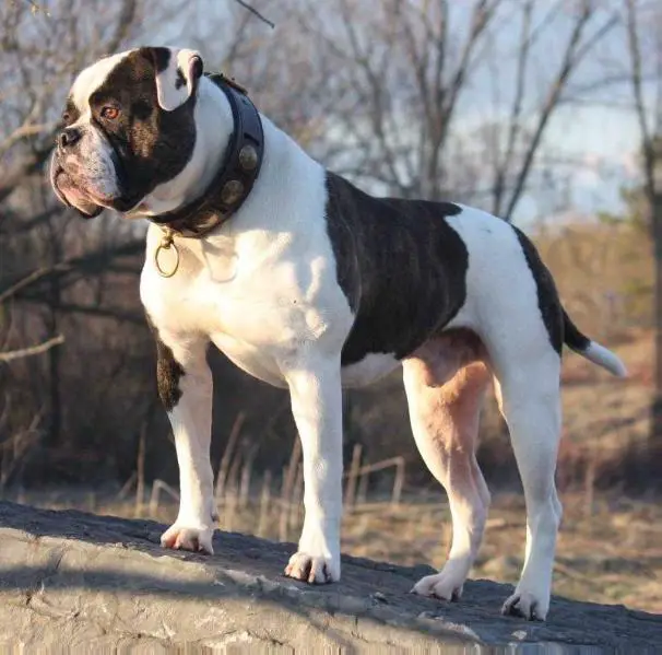 GRAND CHAMPION Bully Rascalz Dont Push Your Luck Aka Shamrock