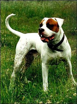 Kragenskjold's Preben