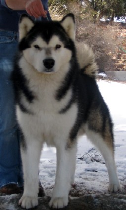 CH. Wolfmtn's Sweet As Sugar