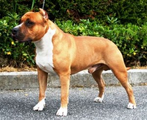 Majestic Bazo Red Passion