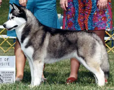 Miortok - Arlington Ki's Anore