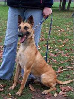 Ayla von der Steinteichmühle