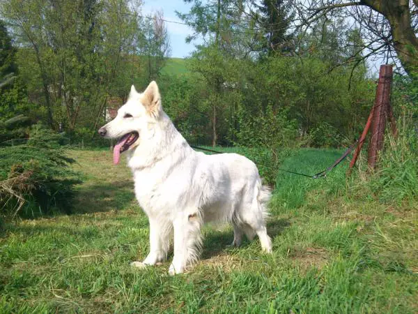 CH.POL. Canta Lupa WHITE SUMMER SNOW
