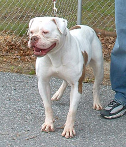 Hussey'S Jazzy Fa (Abra Ch)