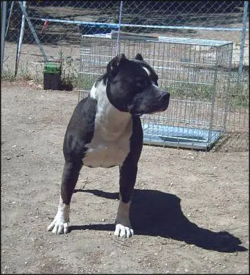 Paco du Domaine de Zeus