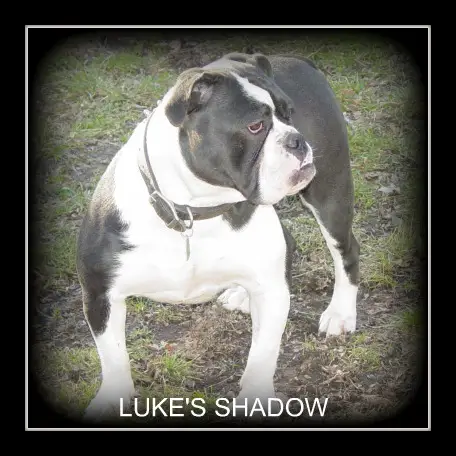 Luke's Shadow