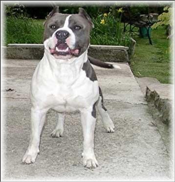 R'Twister De Roofneck Dogs