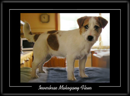 Inverbrae Mahogany Fleur