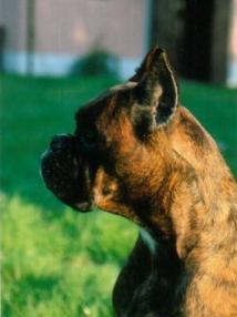 Quezzy del Colle dell'Infinito