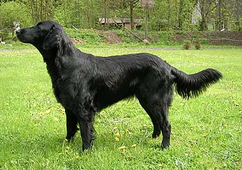 CAC,CACIB Ambra z Chmelového dvora