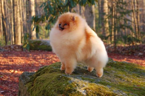 CH Starfire's Hot T Molly