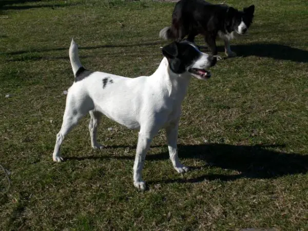 Quirinne el Pariondo