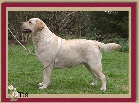 Devonshires Time for Tia