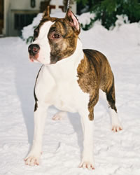 Flamewood's Jazz Singer