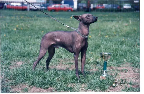 RUS RKF LT CH CACIB Kandi Harmeks