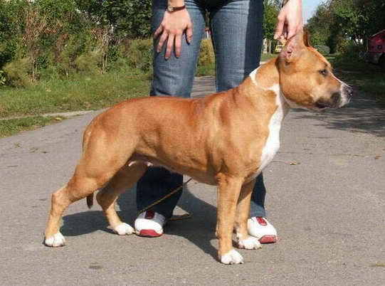 CH SRB Sky's the Limit Chilly Pepper