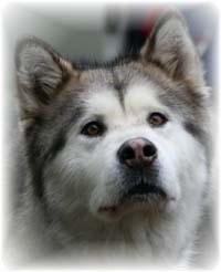 Cold Valley's Vowildlife