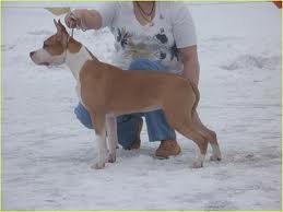 Kredo Festa Zui Angel Look