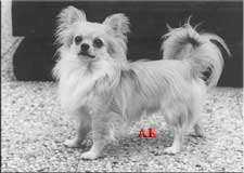 APOCO DEODAR ANYAICO HILL BILLY