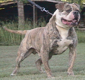 Hernandez's Black Demon