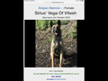 Sirius malinois